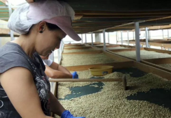 Chiapas, en el sureste de México, es uno de los principales estados productores de café del país. 