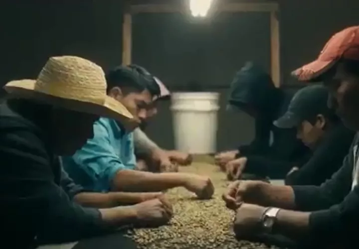La fama del café de Panamá es el resultado de 20 años de arduo trabajo. Cortesía/ATP