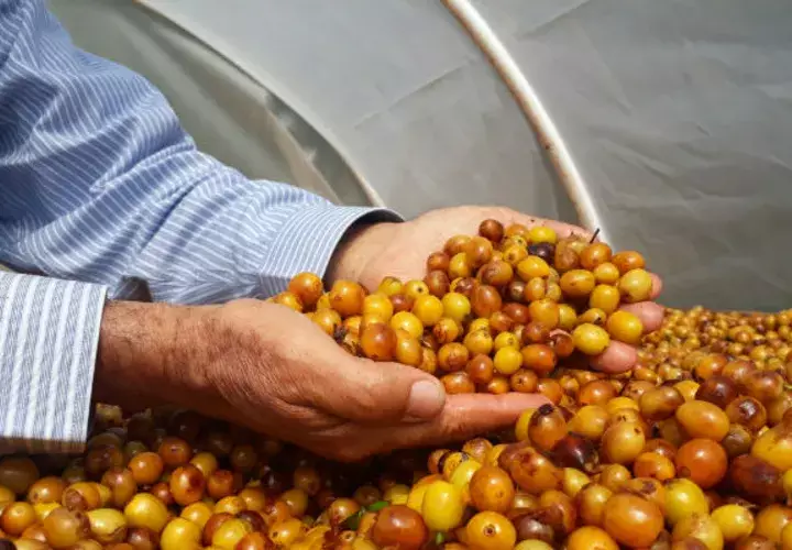 Buscan resaltar los valores de la calidad del café. Foto/Cortesía