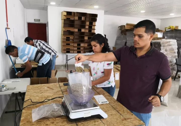  El precio del café Geisha se logro en la subasta del Best Of Panamá. Foto: José Vásquez.