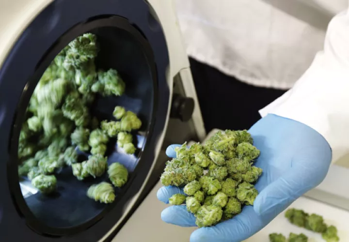 Abacus Data también preguntó a los 3,000 encuestados sobre la comparación entre el consumo de cannabis y el de alcohol. FOTO/AP
