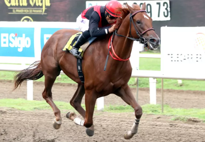 Capocostello correrá fuera de las apuestas.