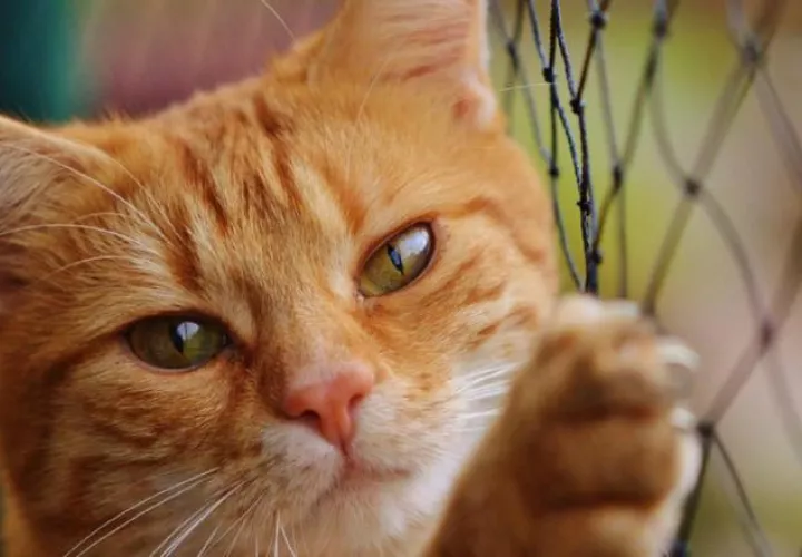 Seminario sobre gatos promete ser interesante. Este, con esos ojazos conquista.  Foto: Pixabay