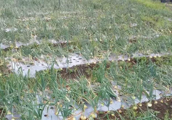 El promedio de consumo mensual de cebolla es de 51 mil quintales y la producción promedio nacional anual es de 300 mil quintales. Foto: Cortesía.