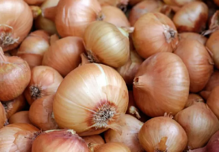 El consumo nacional de cebolla mensualmente es de 50 mil quintales, según datos de los productores. Archivo