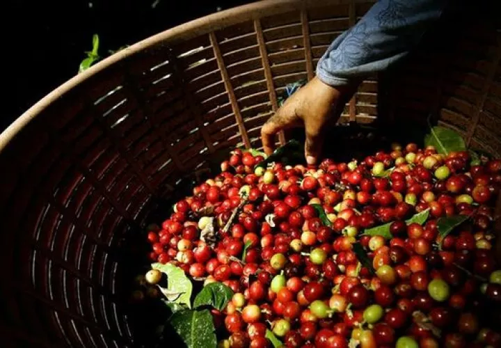 Chile busca incorporar nuevas innovaciones genéticas de plantas en Colombia. Foto/EFE