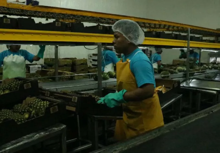 El primer contenedor de piña panameña fue exportado hoy a Beijing, República Popular China.