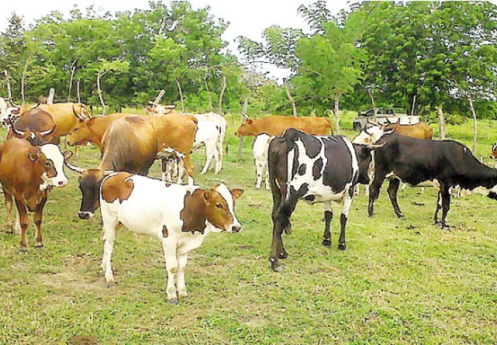 Se exportarán 200 toneladas de carne al mercado chino. Archivo