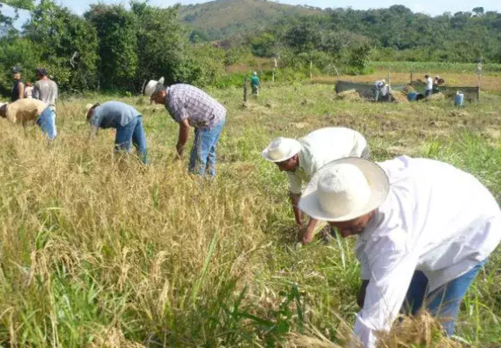 Cada día aumenta el número de productores de arroz que abandonan la actividad en Chiriquí. 
