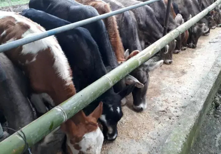 Sólo en la provincia de Chiriquí, hay 39 fincas cuarentenadas, donde se ubicaron animales reactores a la brucelosis.