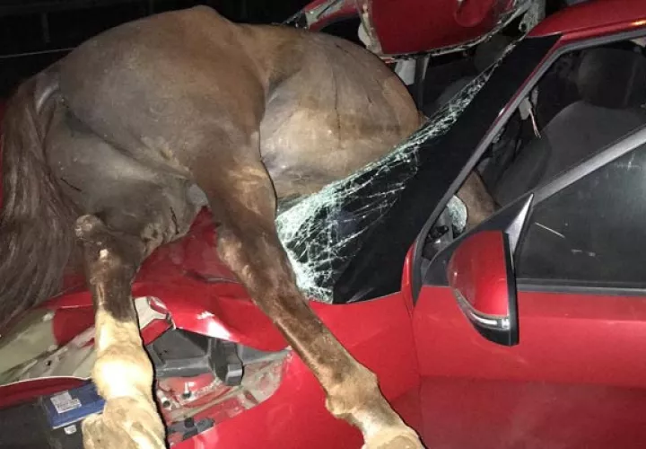 El joven quedó con heridas leves producto del impacto con el equino. FOTO/Mayra Madrid