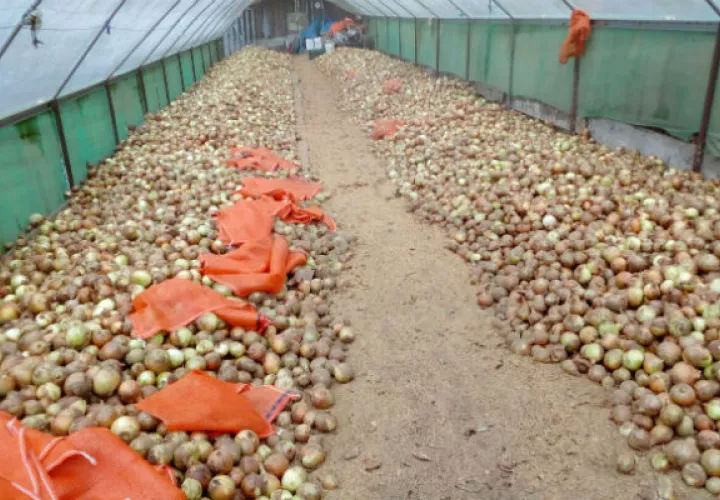 En la provincia de Chiriquí se informó que en estos momentos hay unos 10 mil quintales de cebolla, cuando el consumo mensual es de 55 mil quintales.