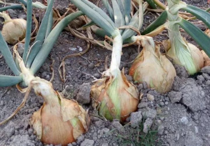 Actualmente se siembran 400 hectáreas en Tierras Altas, Chiriquí
