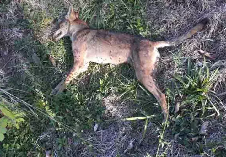 La proliferación de estos animales peligrosos ha ido en aumento. Foto/José Vásquez