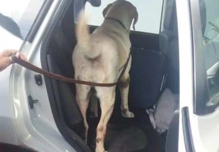 Momentos en que se realiza la inspección del auto con un doble fondo. Foto/Mayra Madrid