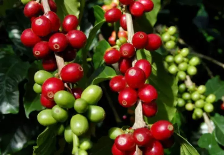  El 50% del café que se produce se exporta y el otro 50% se vende en el mercado nacional.