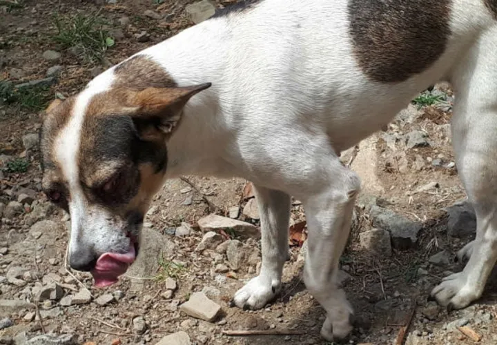 Investigarán a personas que causaron ceguera con 'bombitas' a un canino en Gualaca, Chiriquí. Foto: Mayra Madrid.