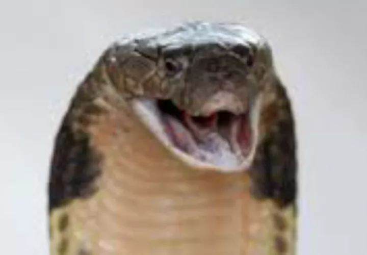 La serpiente es altamente venenosa. Foto: EFE/Ilustrativa.