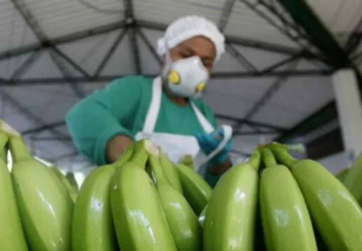 El banano es el principal producto de exportación a China. Foto: EFE.