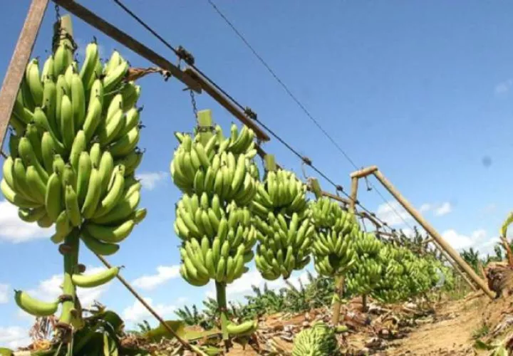 El "Mal de Panamá" habita en el suelo y afecta el plátano y el banano. Foto: Colprensa