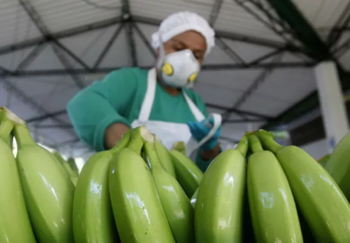Actualmente Colombia exporta esa fruta a más de 20 países. Foto: EFE