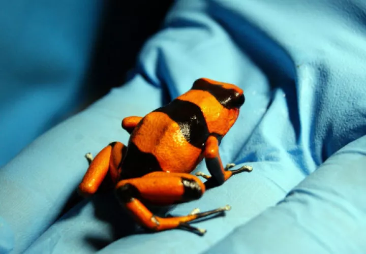  Los animales fueron trasladados al Centro de Recepción de Flora y Fauna Silvestre.