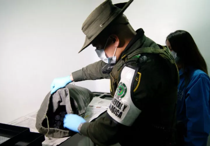 Tras una inspección de funcionarios de la Secretaría se identificaron 53 ranas de la especie Oophaga histrionica (rana arlequín), 50 de la Oophaga lehmani (rana venenosa de Lehmann) y 13 de la Oophaga sylvatica (rana kiki).