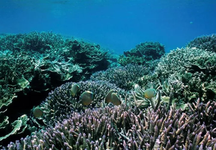 La Gran Barrera de Coral de Australia. Foto/ EFE