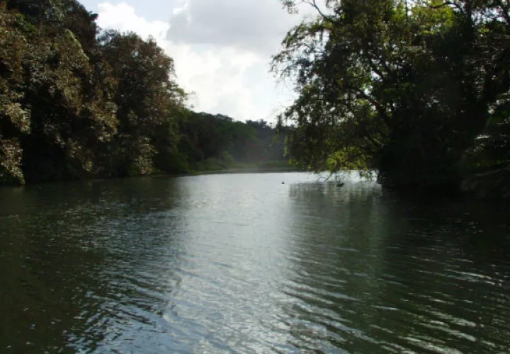 Por la falta de reservorios para guardar el agua en la época lluviosa, se ven en la necesidad de enfrentar cada año, bajos niveles en los caudales de los lagos de la Cuenca del Canal.