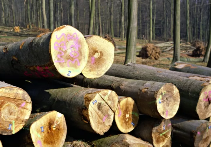 El Ministerio de Ambiente reveló que el 97% de la madera que se ha sacado de la provincia de Darién se ha hecho de manera ilegal.