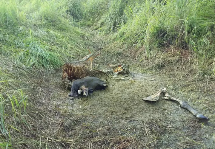 Los restos del animal fue lo único que le dejaron al productor. Foto: Thays Domínguez