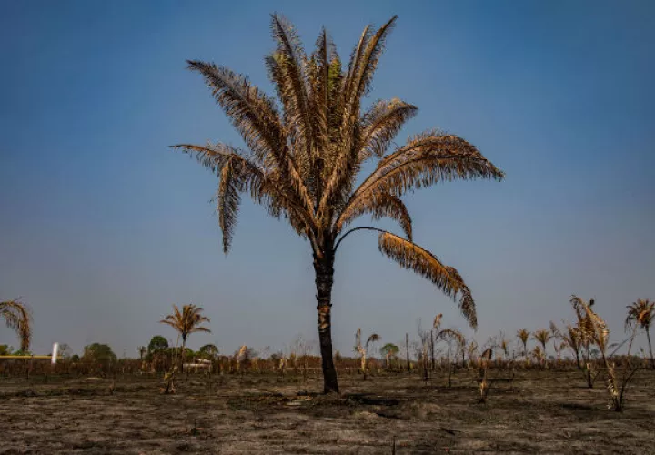 La mitad o más de la selva amazónica podría erosionarse y convertirse en sabana. Pastizal cerca de la selva en Brasil. Foto/ Victor Moriyama para The New York Times.