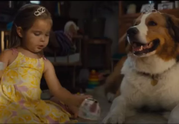 'A dog's journey'.
