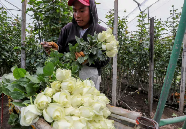 Se calcula que para San Valentín, entre el 50 % y el 60 % de las flores se exportan solo al mercado norteamericano.