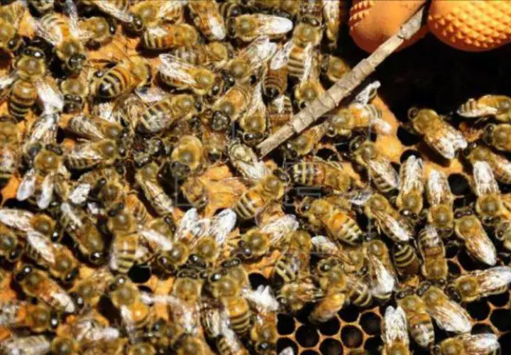 Las abejas entienden el concepto de cero. Foto: EFE.
