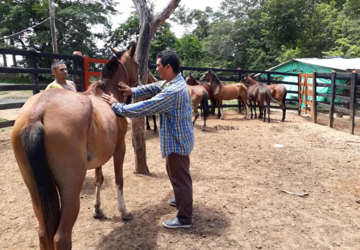 Ministerio de Salud declara alerta sanitaria por brote de Encefalitis Equina en Darién. Foto: Panamá América.