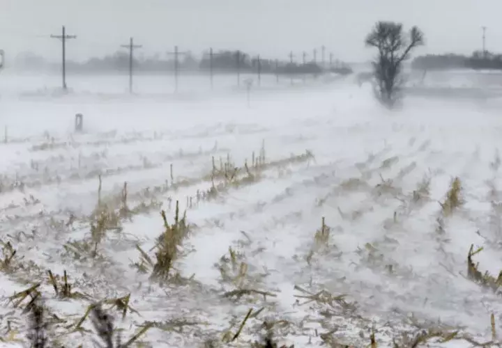 Las filas de tallos de maíz se levantan en la nieve que sopla al norte de la ciudad de Nebraska, en Estados Unidos. 