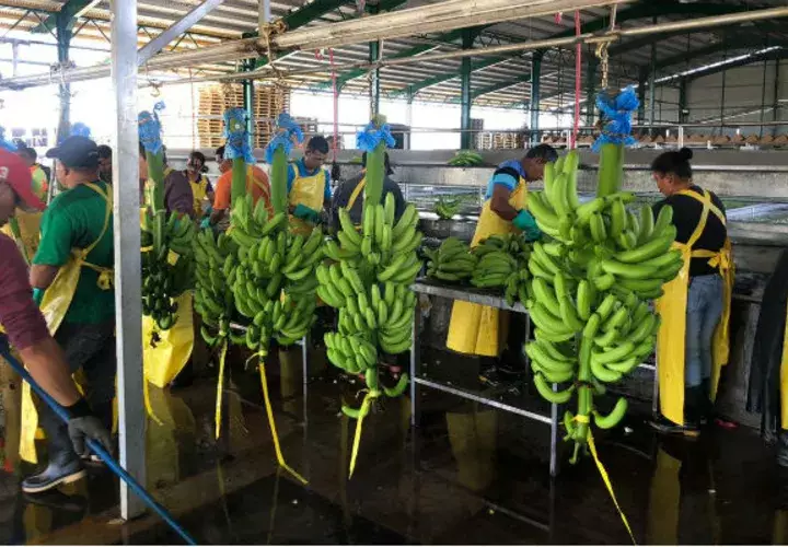 La reactivación de la zona bananera supone una producción de 900 hectáreas cada año y una productividad promedio de 2,725 cajas de banano por hectáreas, por año. Foto/Cortesía