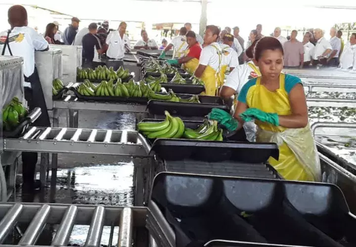 Hoy día ya se cuentan con 300 empleos directos y 200 indirectos. Foto/Cortesía