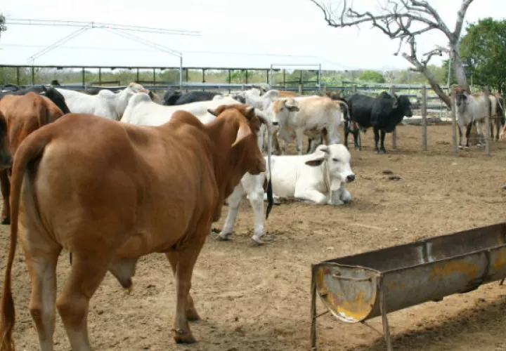 Importadores tendrán que comprar producción nacional en igual proporción.