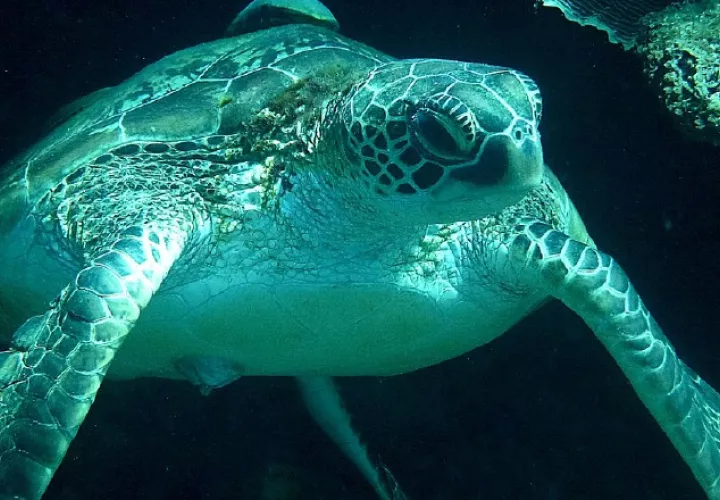 Festival de tortugas.