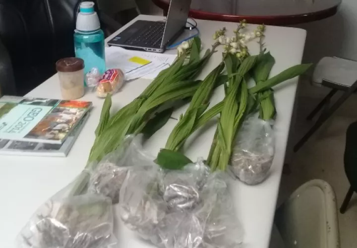 La flor del Espíritu Santo se ubica en mayor cantidad en las Minas de Herrera, Boquete-Chiriquí y el Valle de Antón, entre otros lugares de climas frescos y lluviosos. Foto/Eric Montenegro