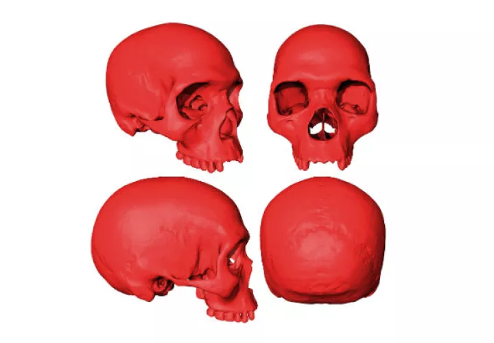Con ayuda de fósiles y TACs, investigadores crearon posible modelo del cráneo de ancestro humano primitivo. Foto/ Aurélien Mounier/CNRS-MNHN.