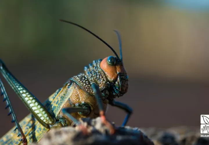 Una de las fotografías de la exposición. MIAMBIENTE.