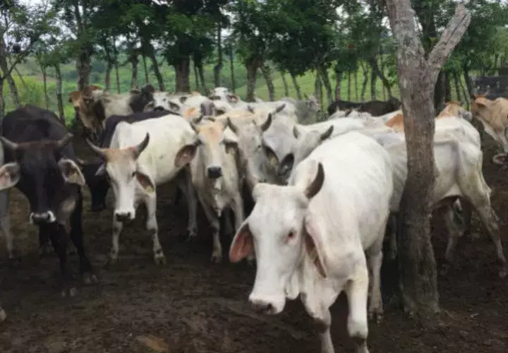 Recientemente los ganaderos de Azuero salieron a las calles a protestar