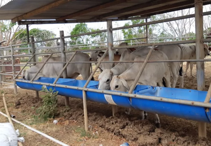 En los primeros cuatro meses del año se denunciaron 42 casos de hurto de animales en fincas de la provincia santeña, Foto/Thays Rodríguez