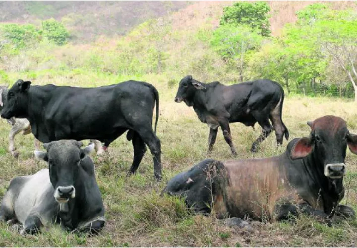 Productores en alerta ante exportaciones a China. Archivo