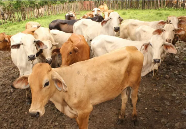 El año pasado el precio de la carne disminuyó un 12 por ciento. Archivo