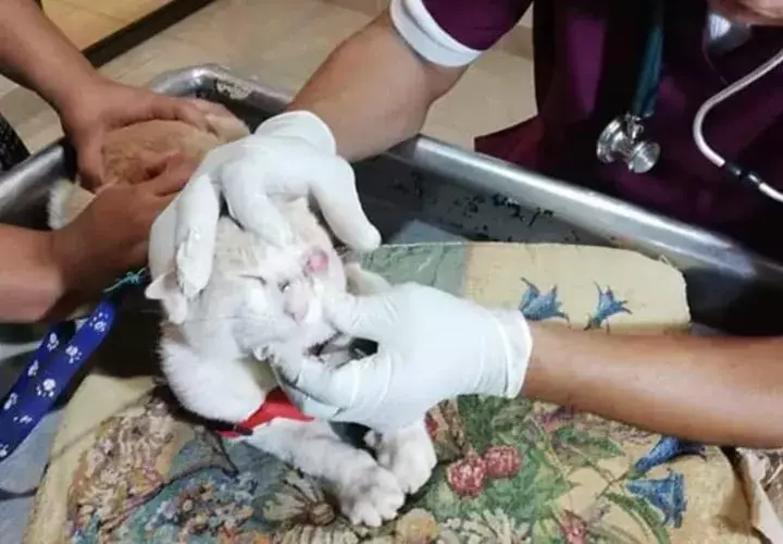 La mascota se salió de su casa y fue a parar a la casa de un vecino, donde presuntamente fue golpeado por una menor. Foto/Mayra Madrid