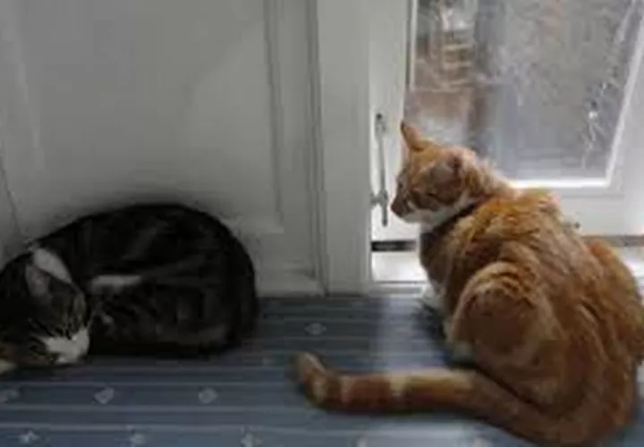 Los siete gatos fueron desapareciendo uno por uno desde hace un año y él teme que se trate de un secuestrador o un coleccionista de gatos.